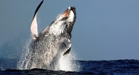 奧茲觀鯨遊船公司（Oz Whale Watching）
