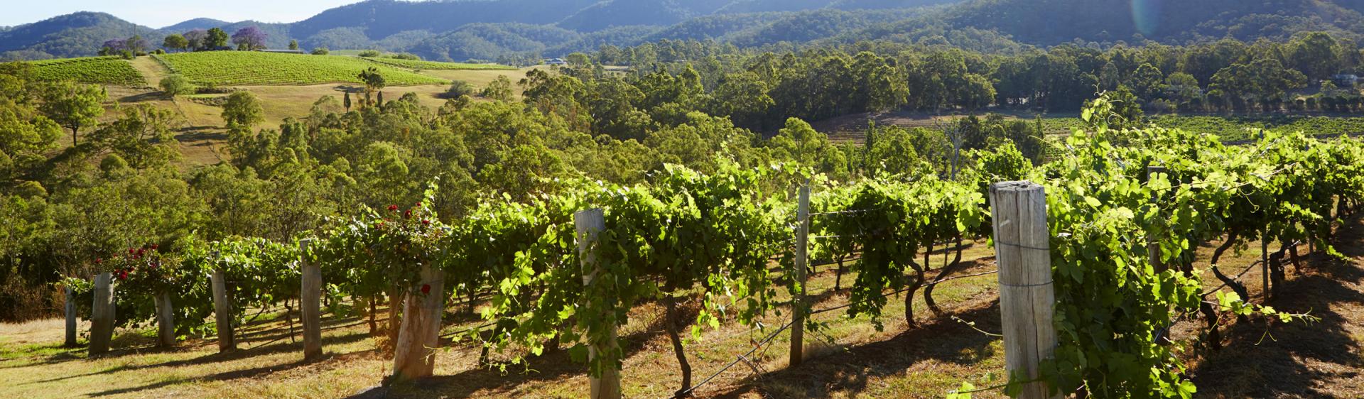 獵人谷（Hunter Valley）波科賓（Pokolbin）Audrey Wilkinson 葡萄園